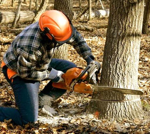 Tree Removal in Cedar Springs, GA